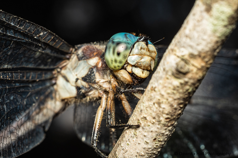 Great Blue Skimmer