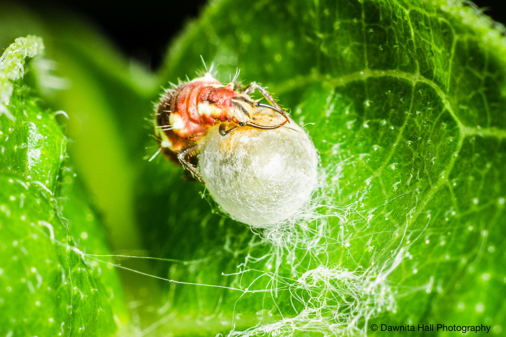 Lacewing Antlion Cocoon