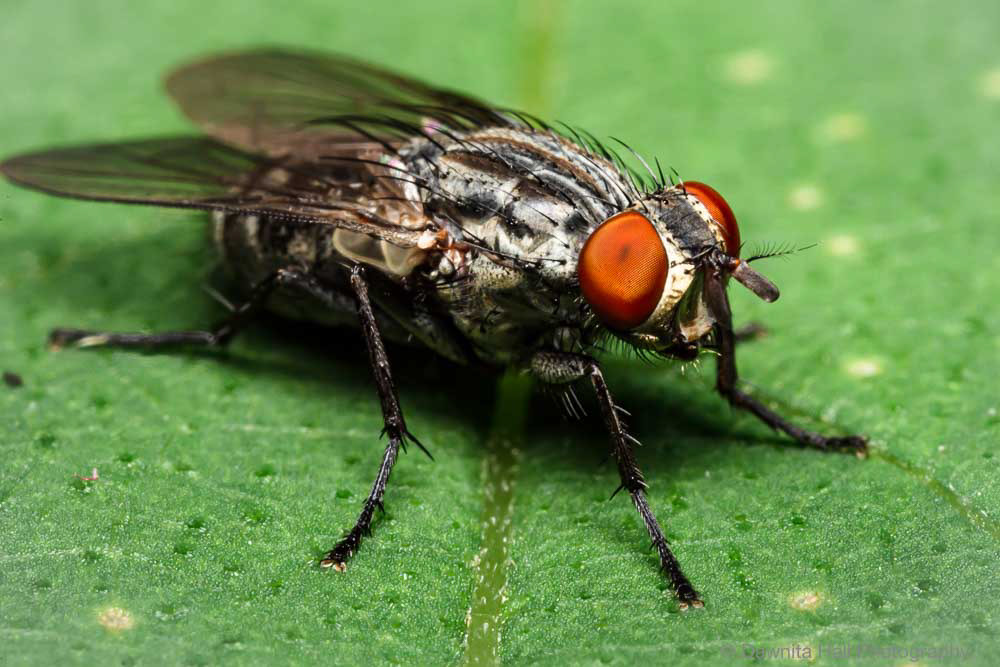 Large Striped Gray Flesh Fly