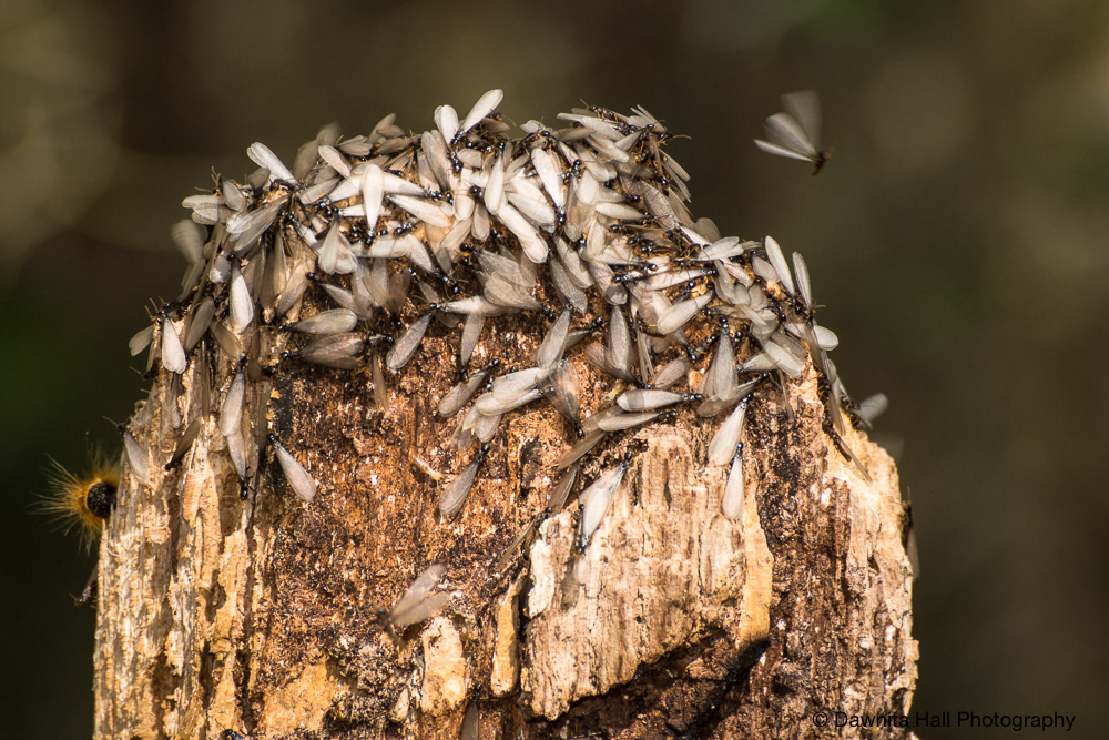 Eastern Subterranean Termite