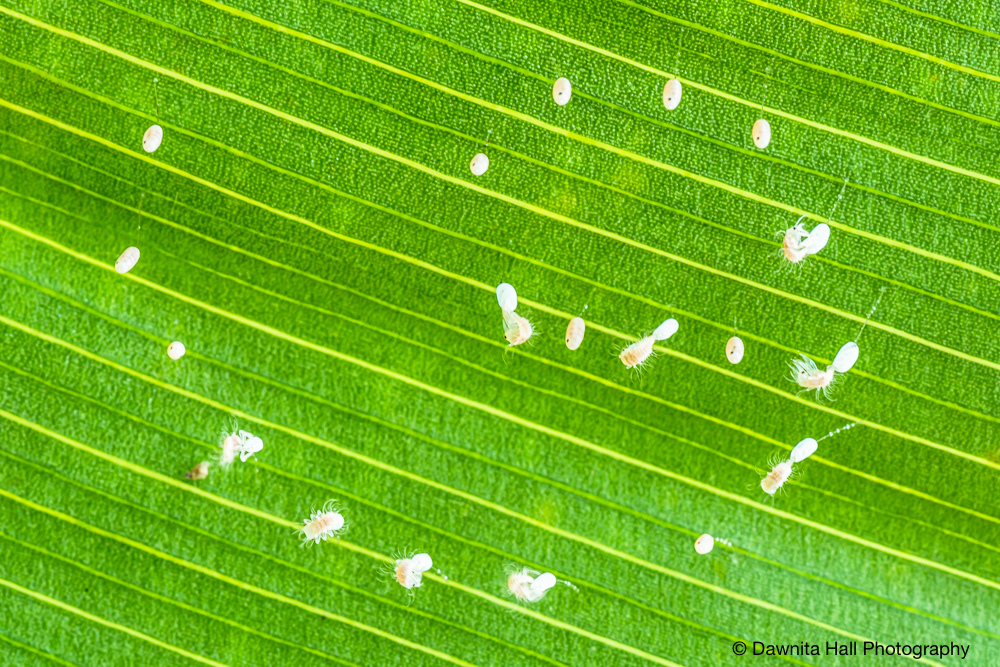 Lacewing Eggs Hatching