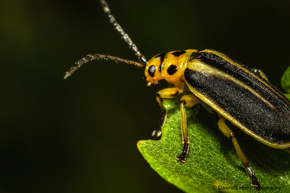 Groundselbush Beetle