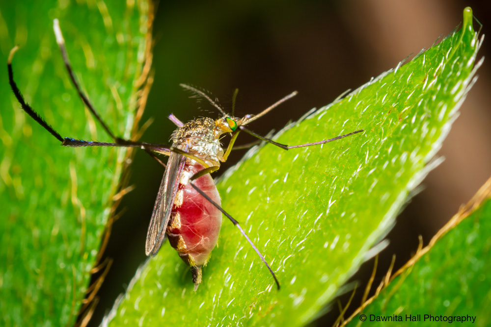 White-Footed Woods Mosquito
