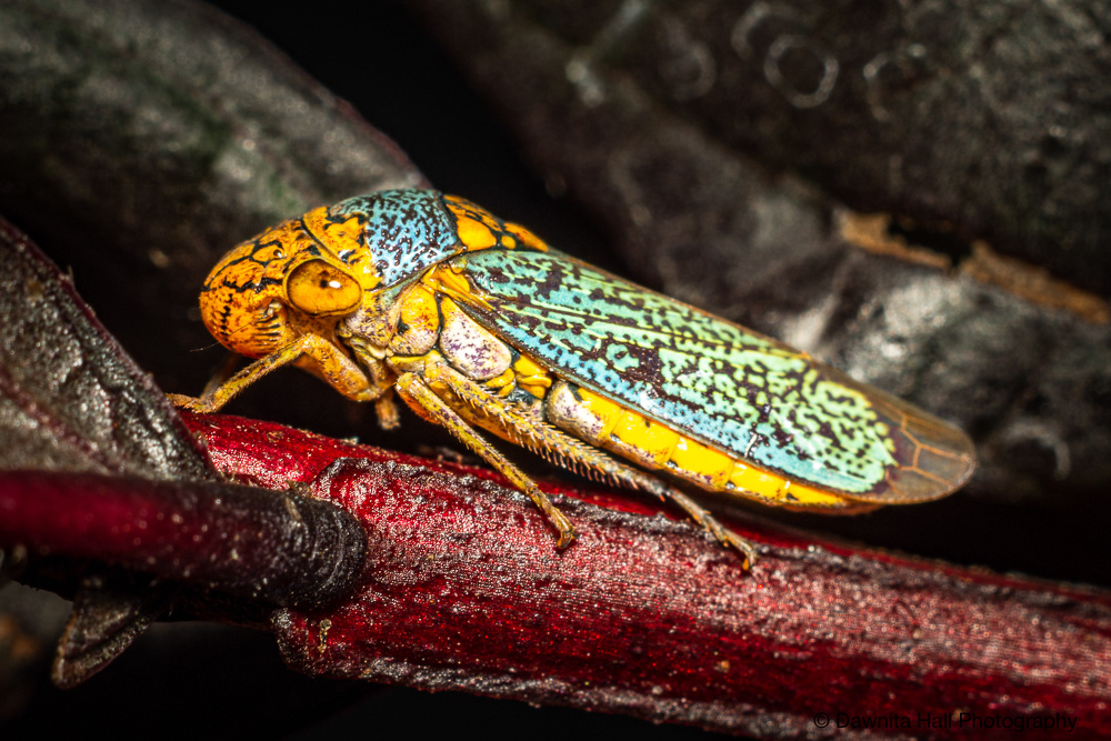 Broad-headed Sharpshooter