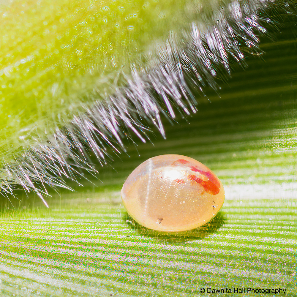 Leaf-footed Bug Egg