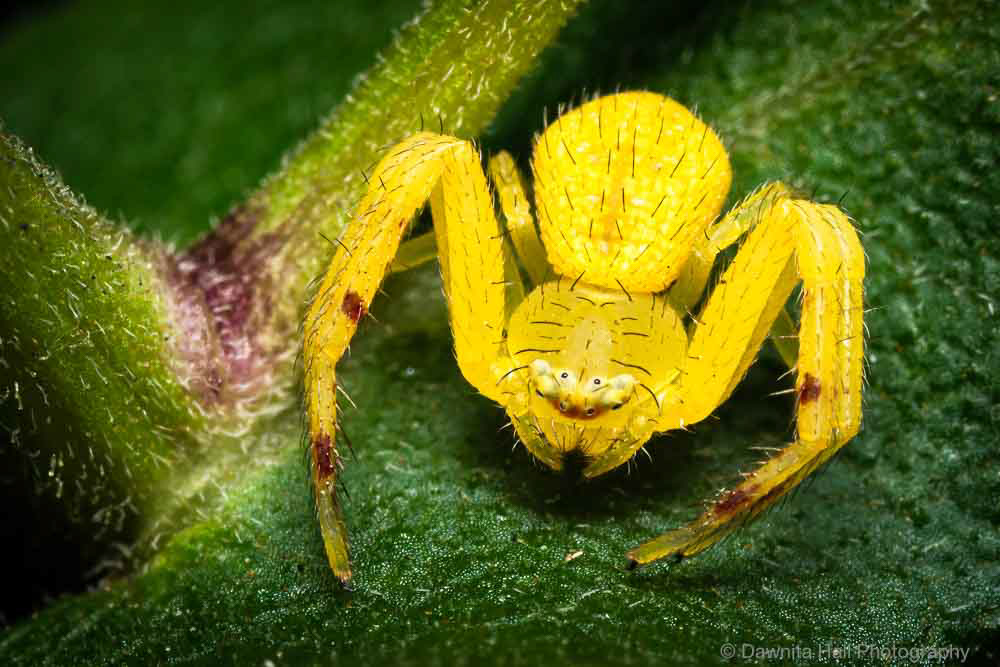 Yellow Crab Spider