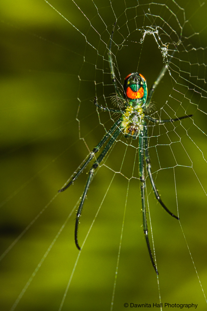 Mabel Orchard Orbweaver Spider