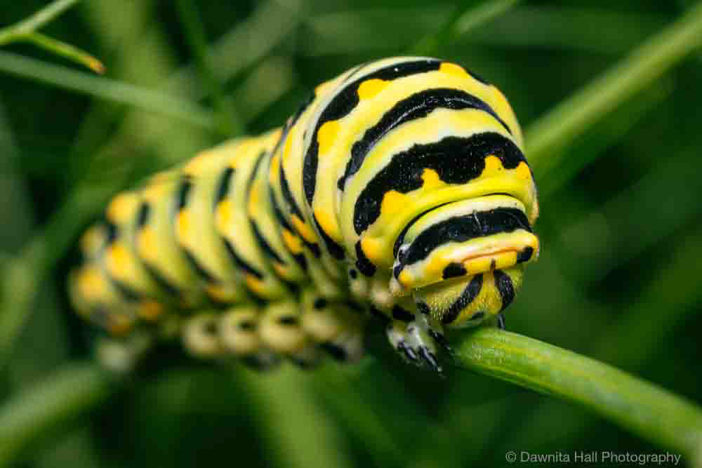 Black Swallowtail Caterpillar
