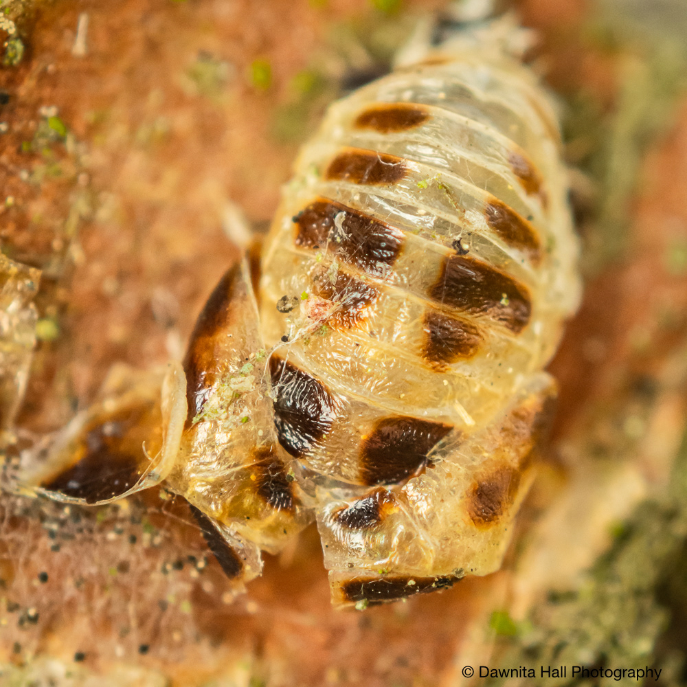 Ladybug Pupa Exoskeleton