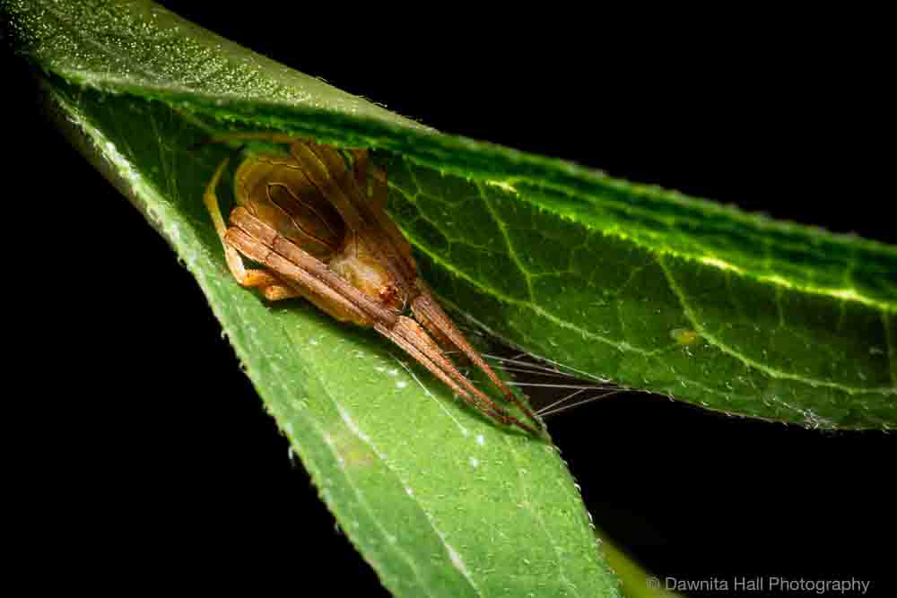 Difoliate Orbweaver Spider