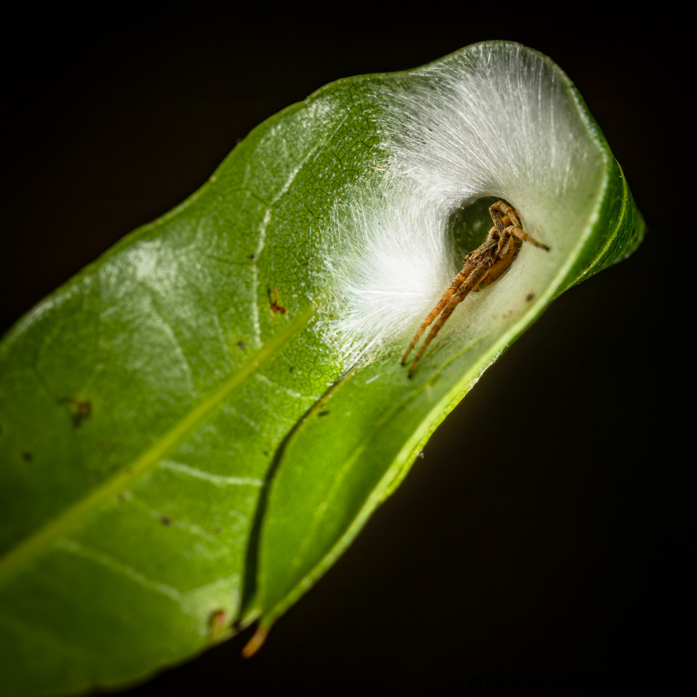 Nursery Web Spider