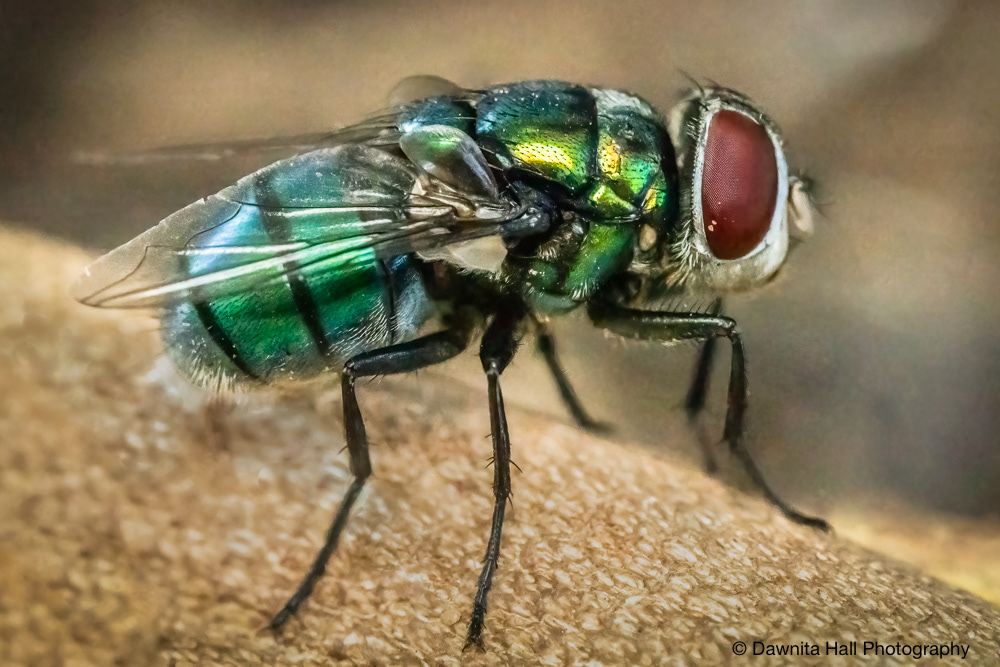 Hairy Maggot Blow Fly