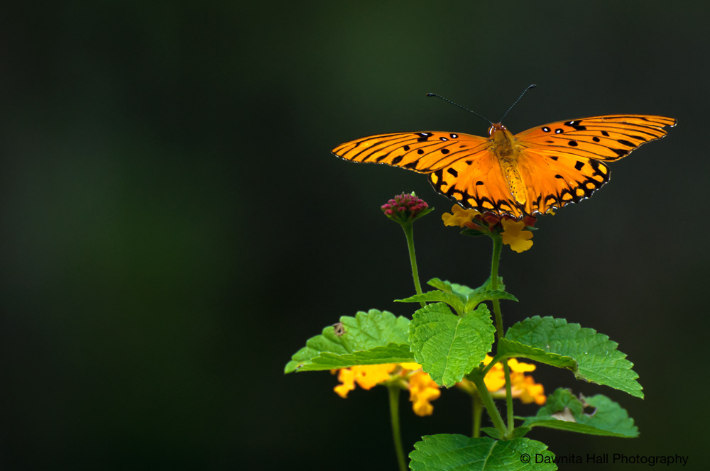 Gulf Fritillary
