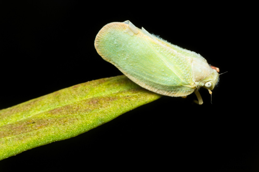 Ormenoides venusta (planthopper)
