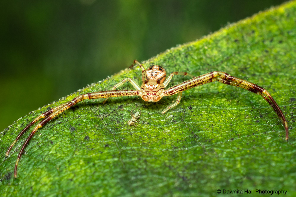 Swift Crab Spider
