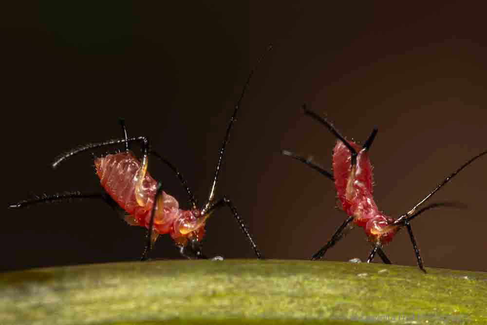 Assassin Bug Nymphs in defensive posture