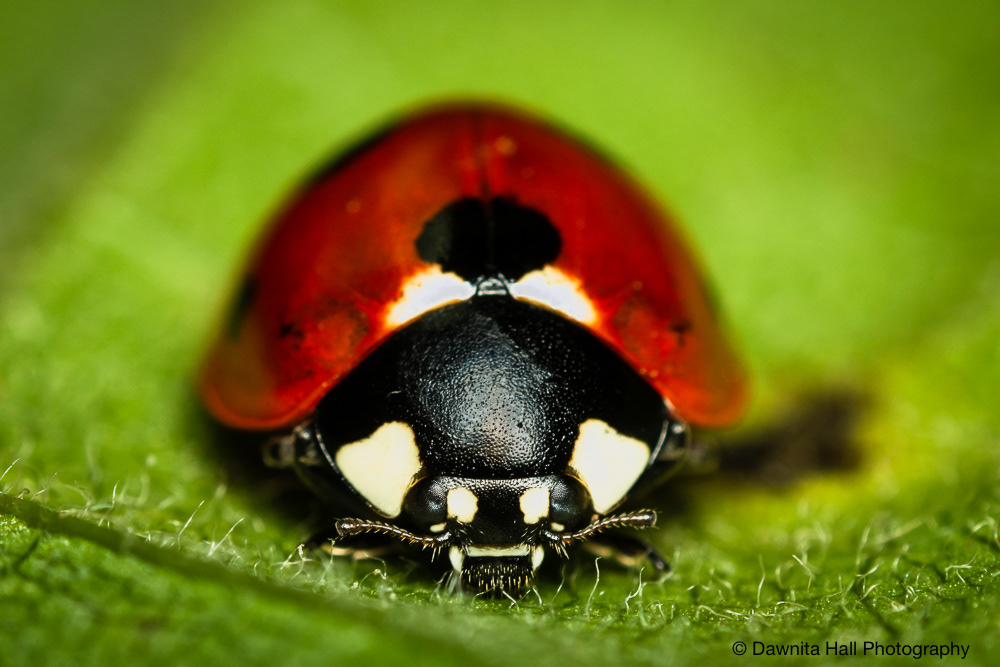 Ladybug