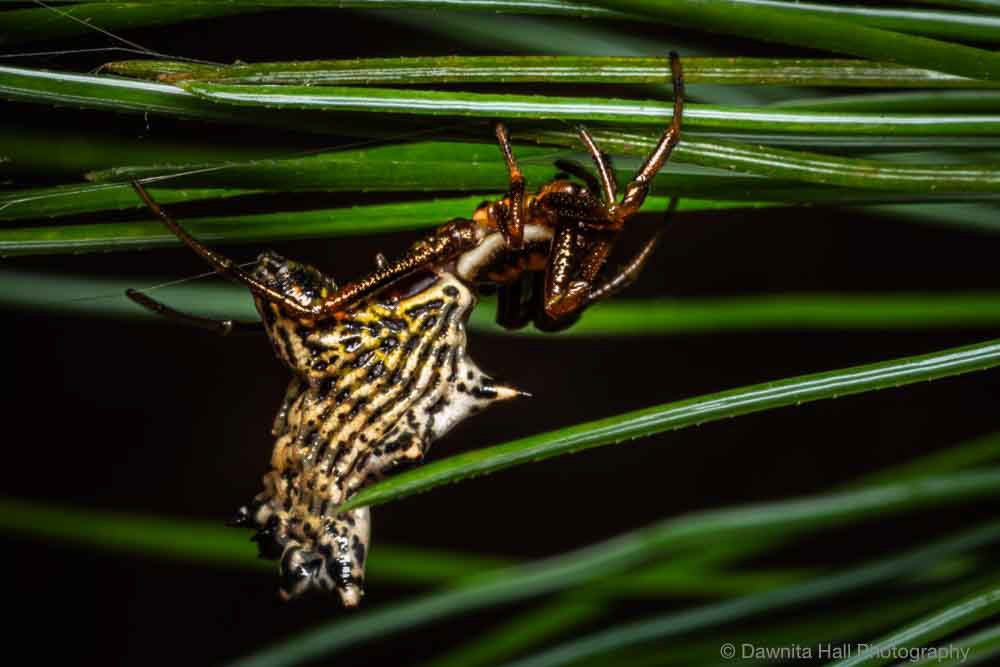 Spined Micrathena