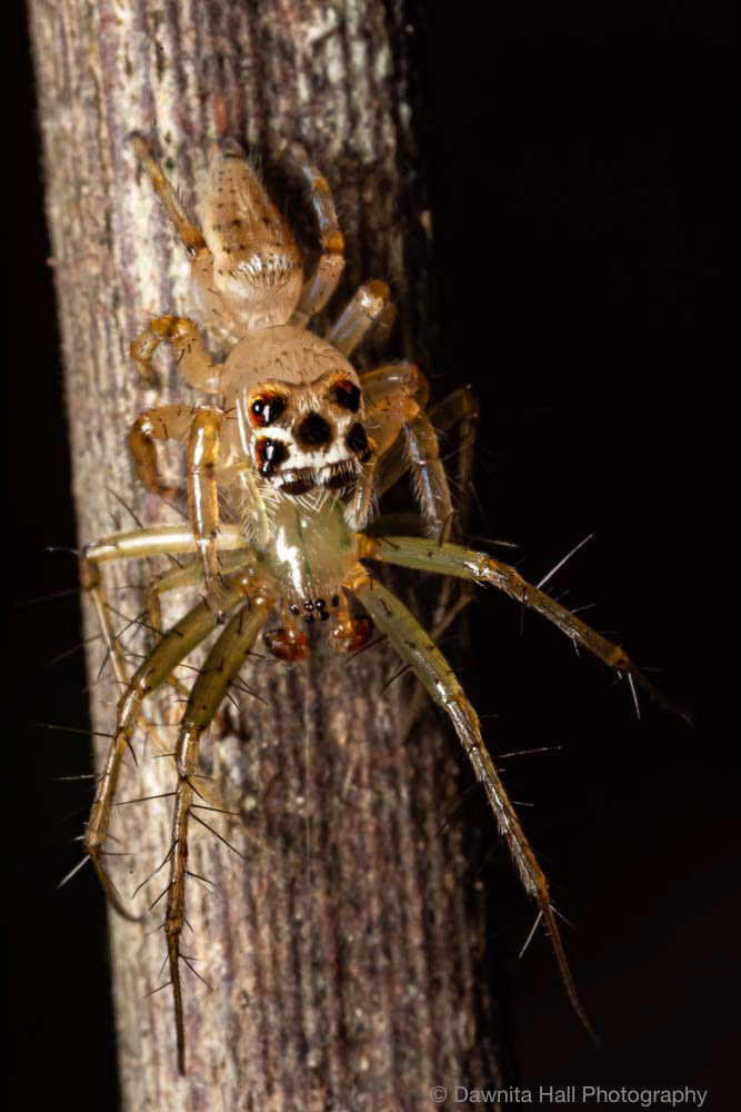 Sylvan Jumping Spider attacking Lined Orb Weaver Spider