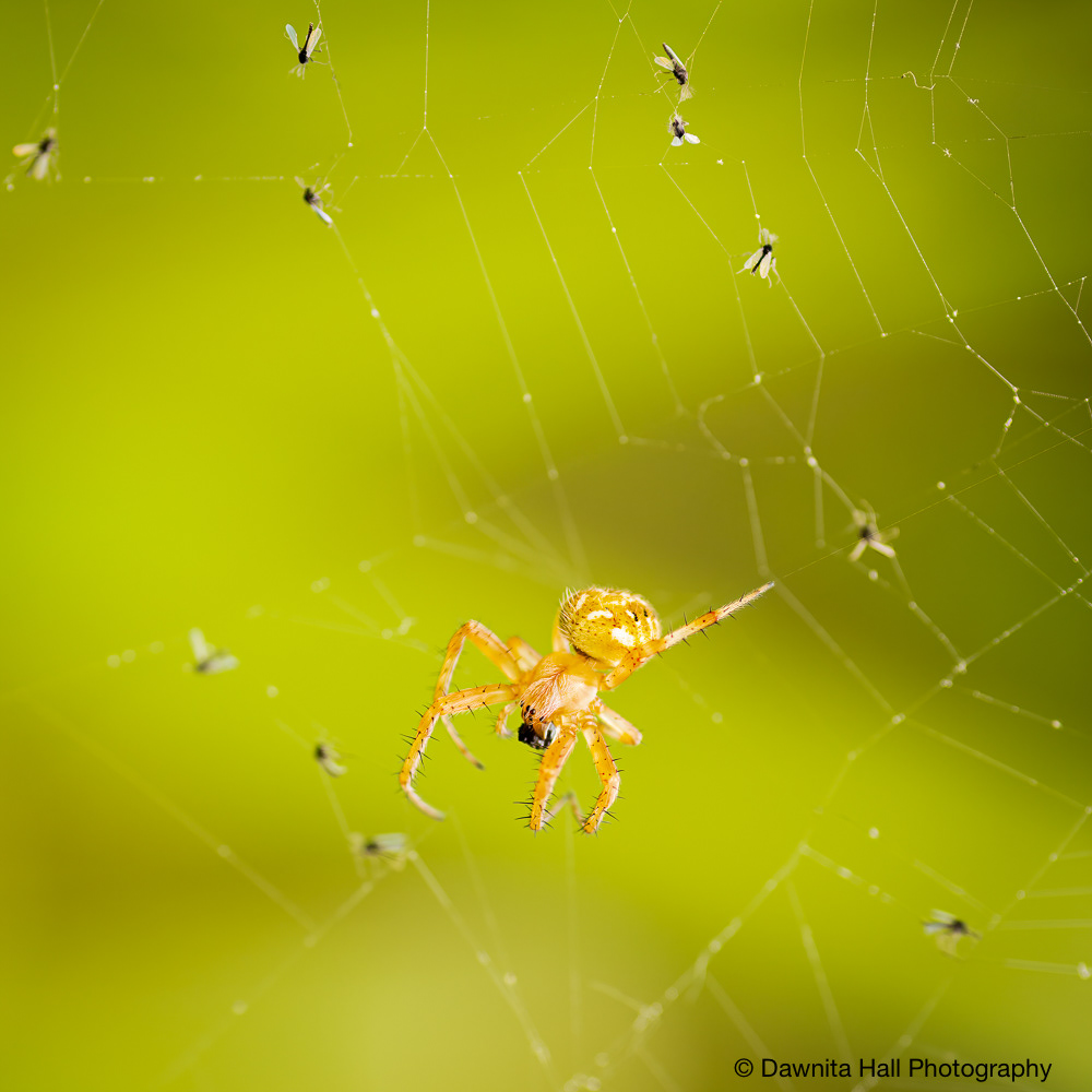 Arabesque Orbweaver Spider