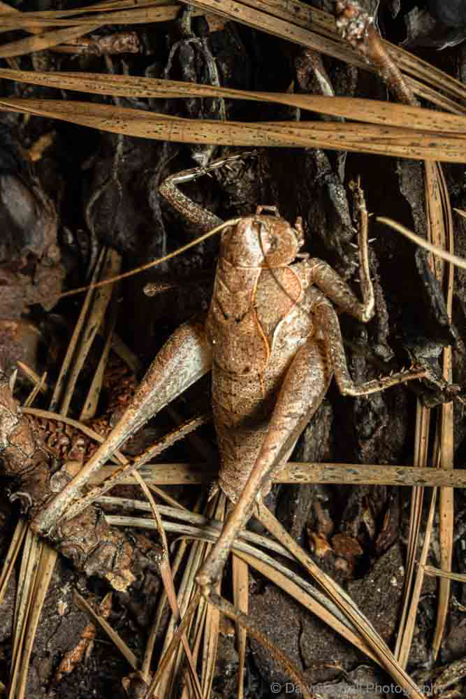 Robust Shieldback Katydid