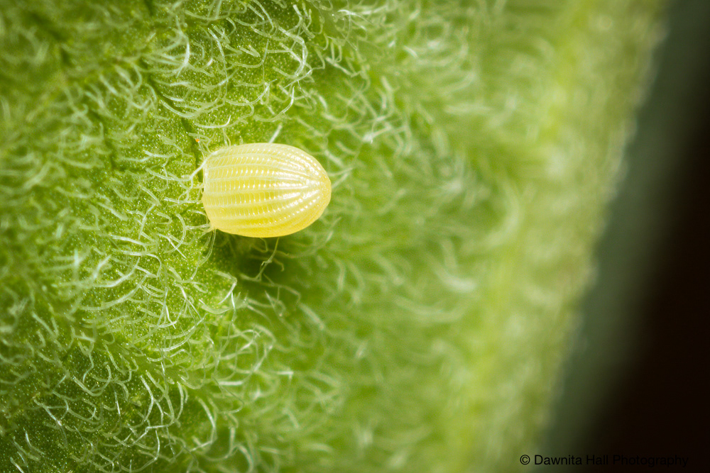 Monarch Butterfly Egg