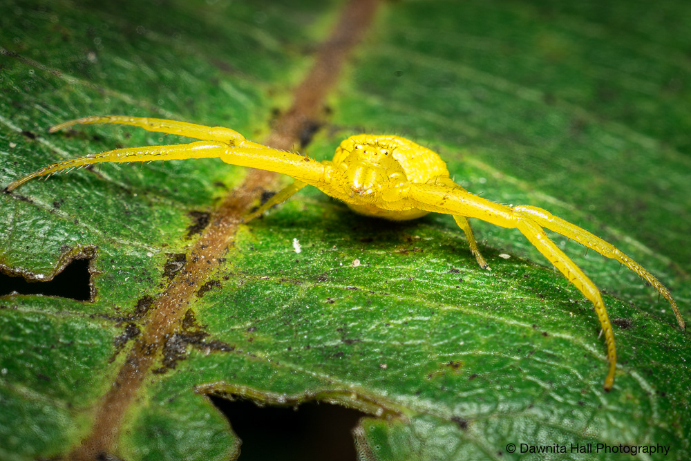 American Green Crab Spider