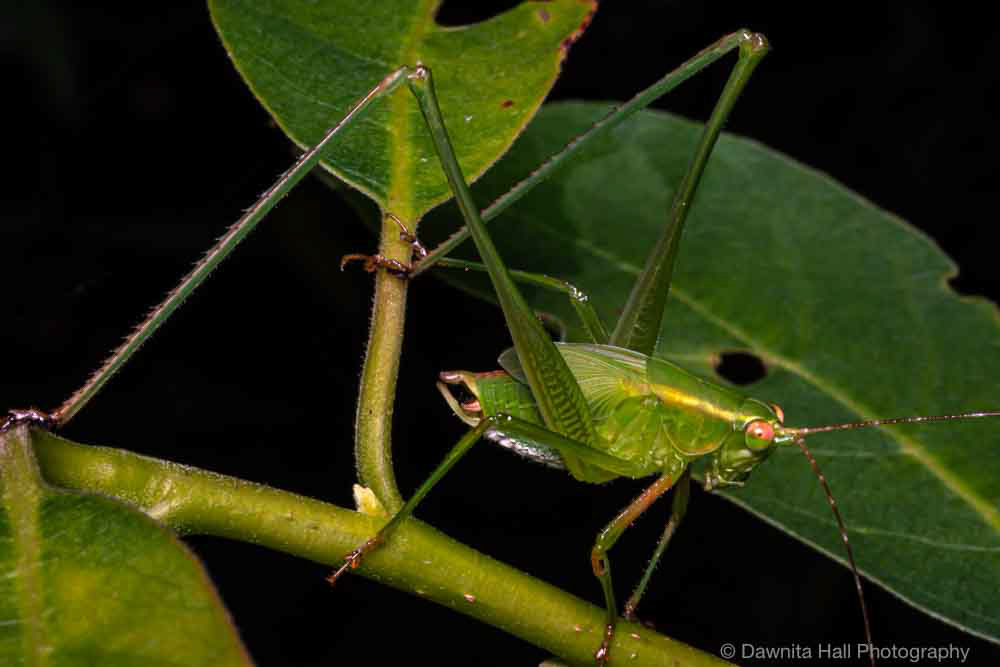 Fork-tailed Bush Katydid