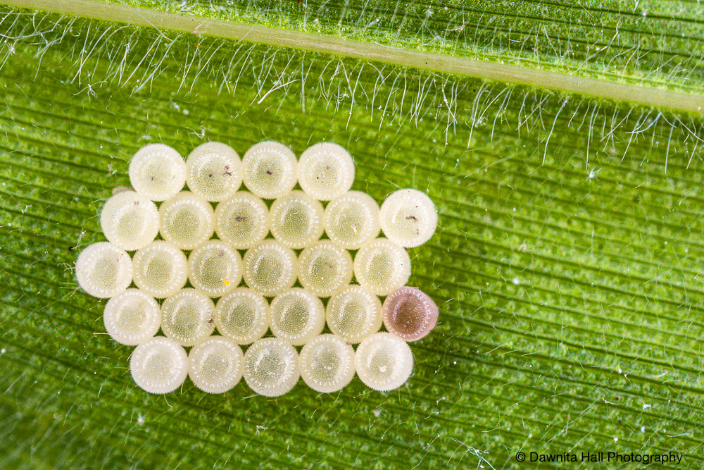 Assassin Bug Eggs