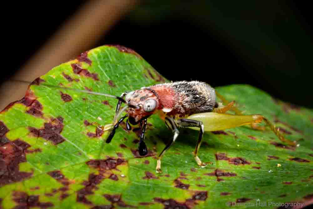 Red-headed Bush Cricket