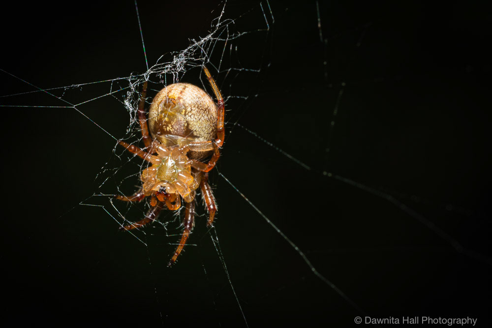 Metazygia Zilloides (Orbweaver)