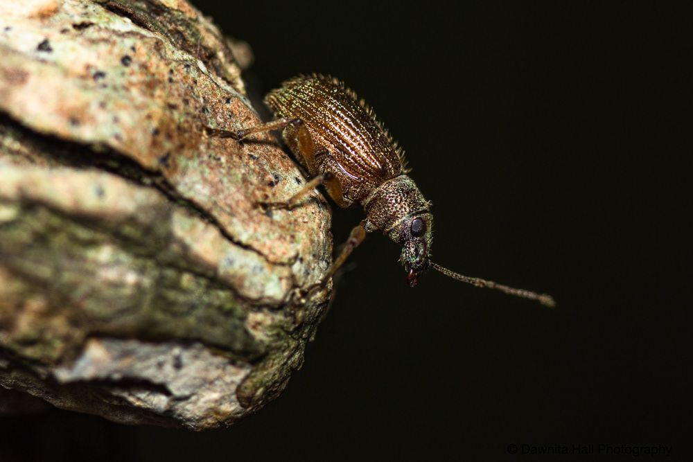 Asian Oak Weevil