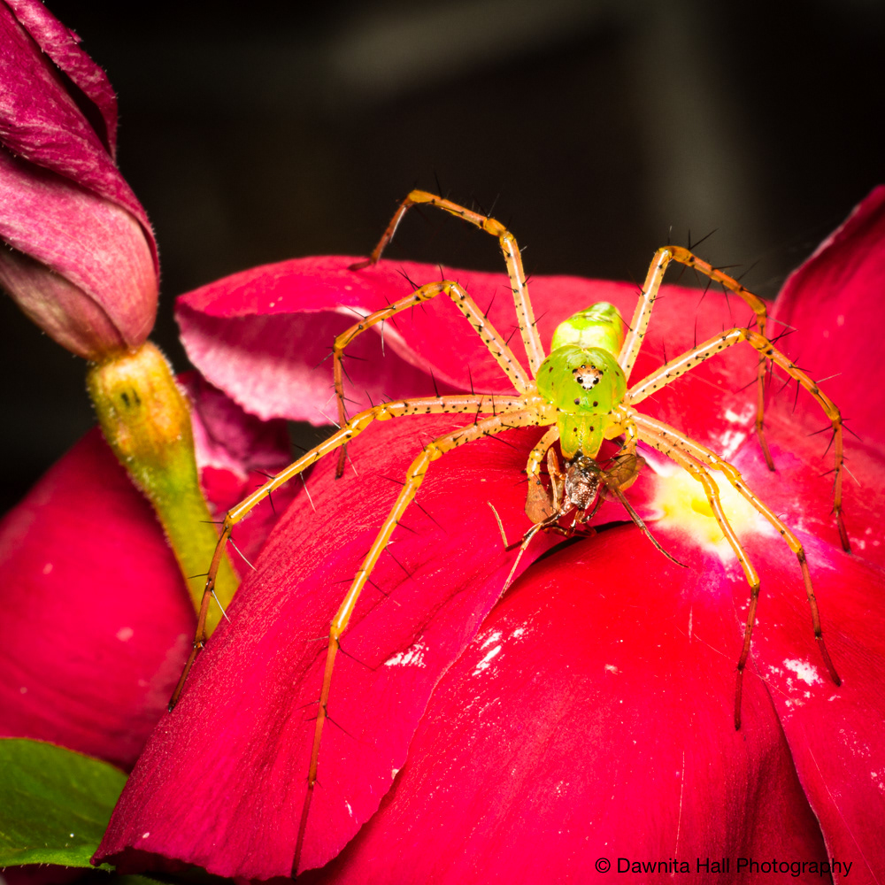 Green Lynx Spider