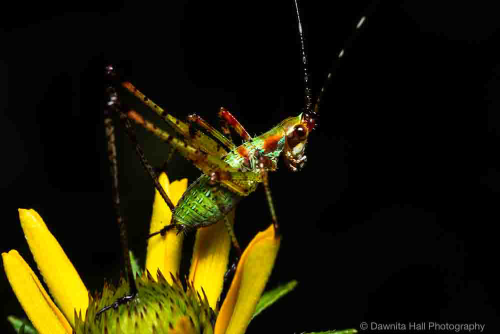 Fork-tailed Bush Katydid Nymph