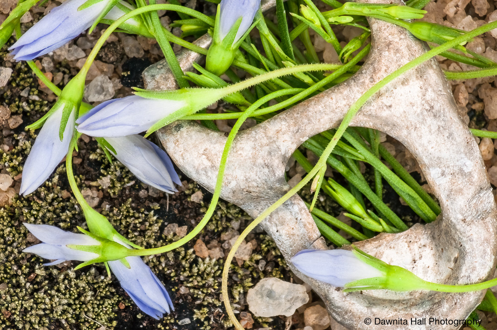 Soda can pull tab as litter