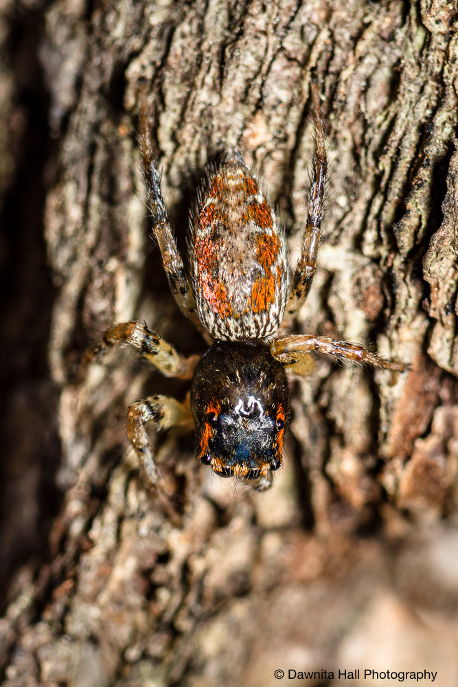 Dimorphic Jumping Spider