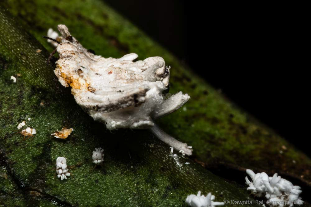 Mealybugs