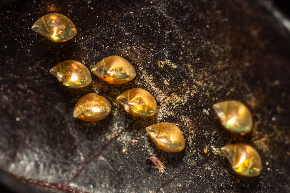 Stink Bug Eggs