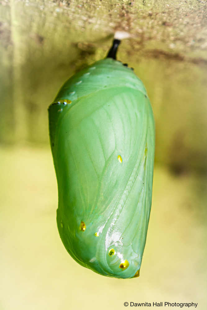 Monarch Butterfly Chrysalis