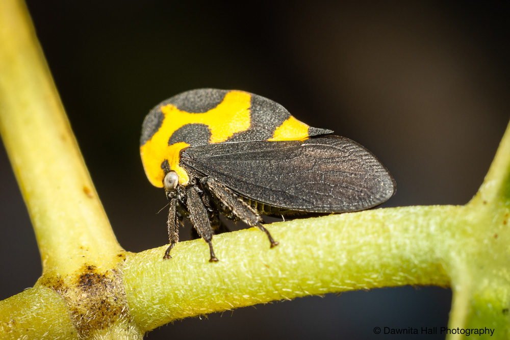 Mexican Treehopper