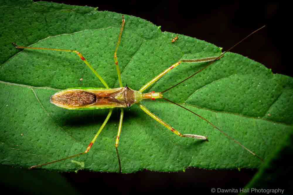 Pale Green Assassin Bug
