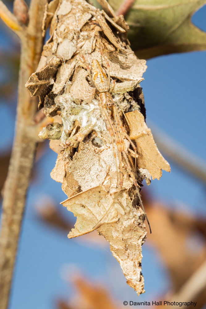Bag Moth Cocoon