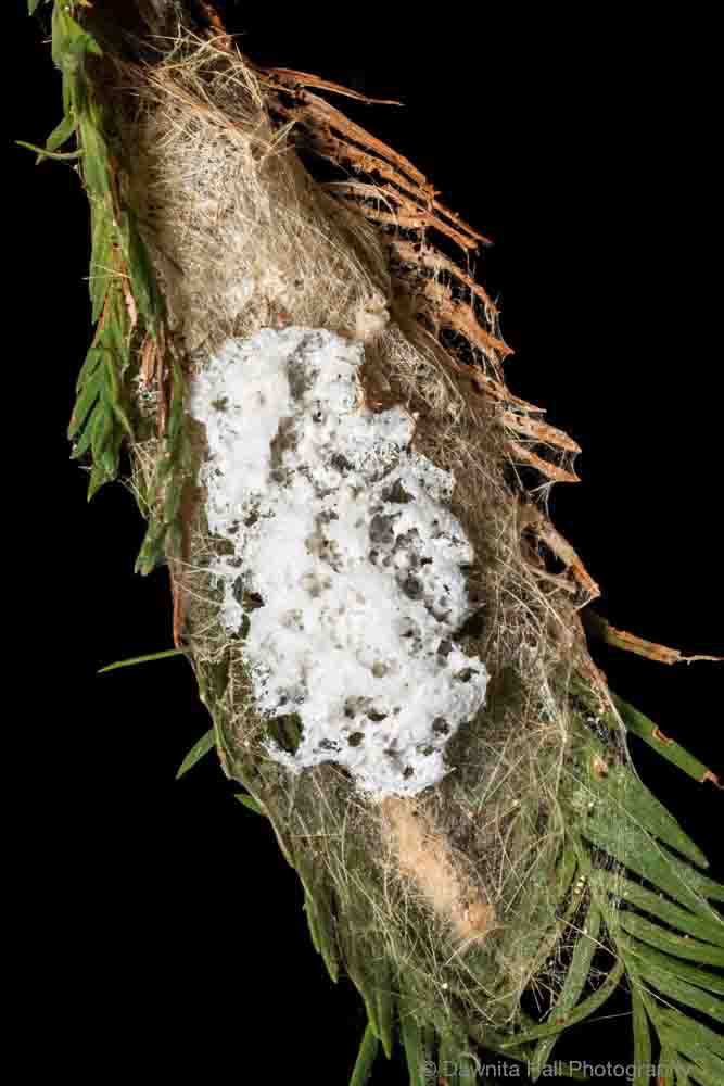 Tussock Moth Eggs