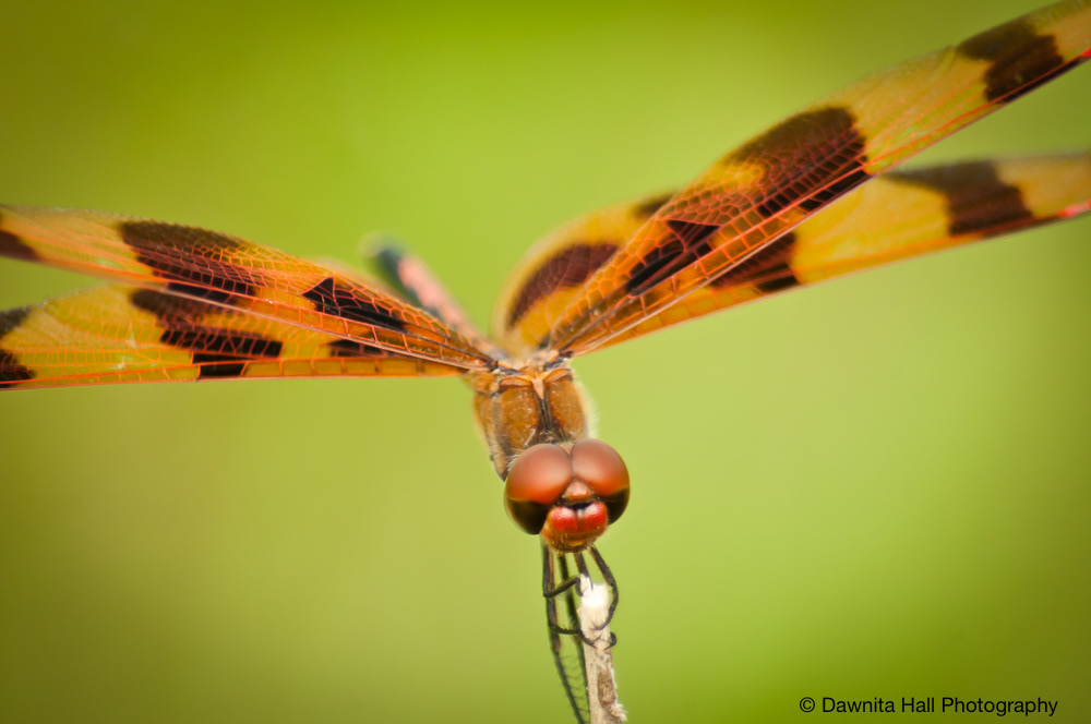 Halloween Pennant Dragonfly