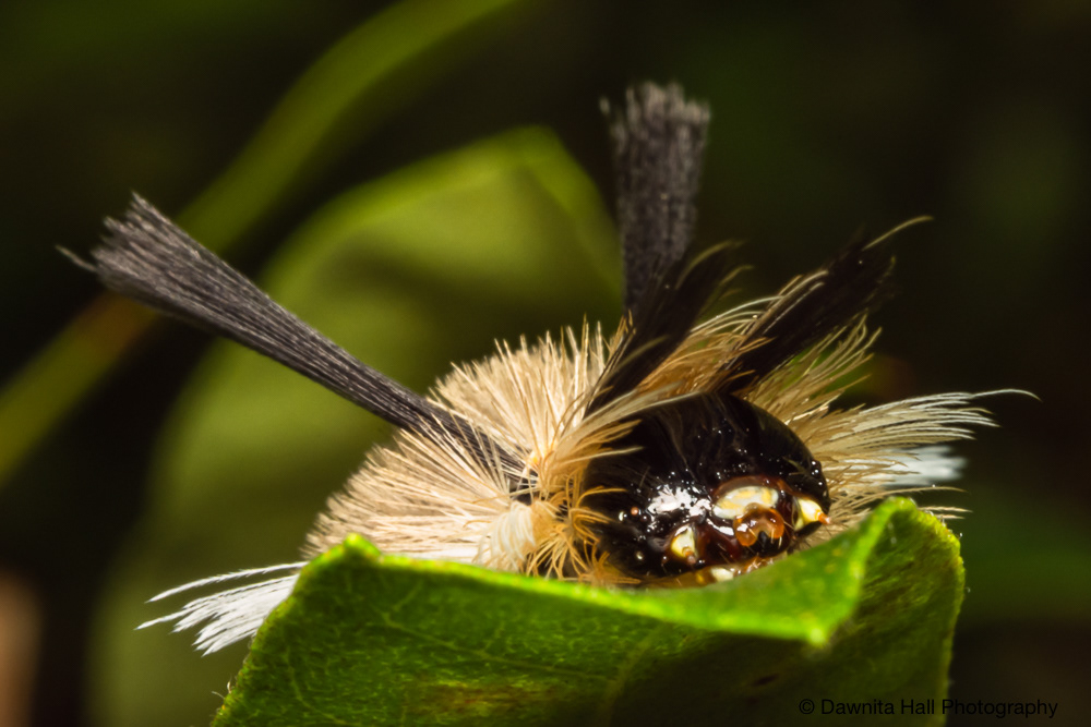 Tussock Moth Caterpillar