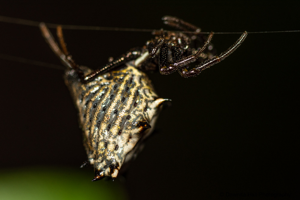 Spined Micrathena