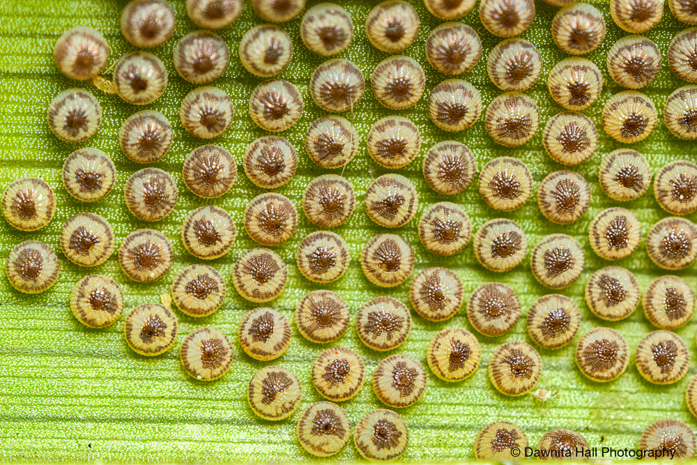Dart Moth Eggs