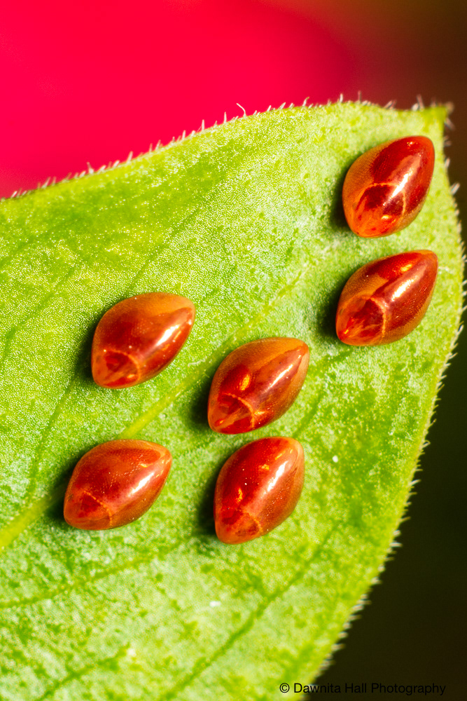 Spiny Assassin Bug Eggs