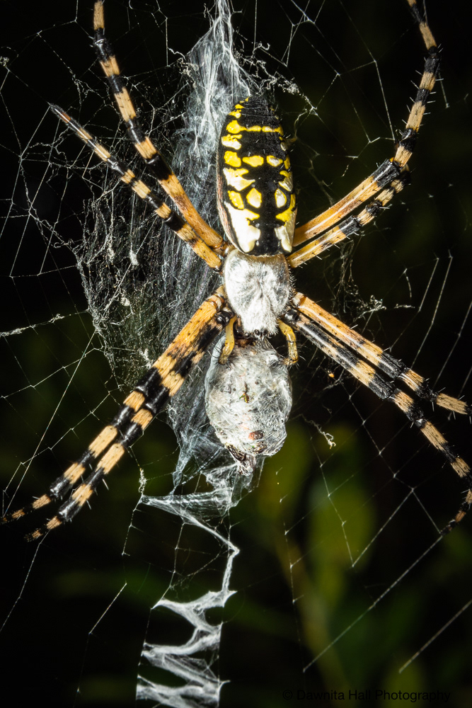 Garden Spider