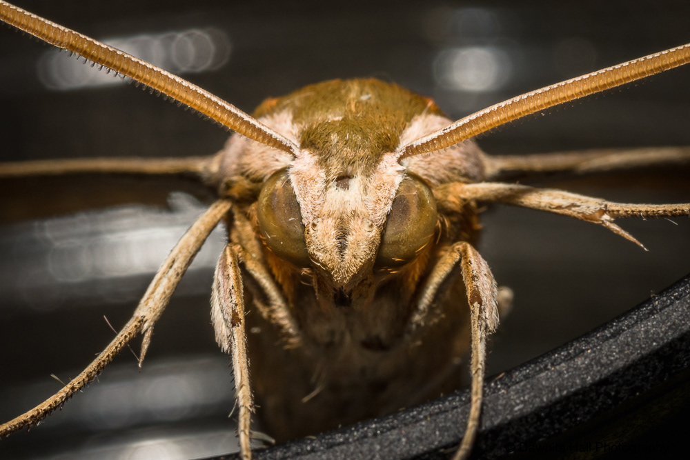 Tersa Sphinx Moth